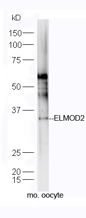 1 - ELMOD2 Rabbit pAb AP55625
