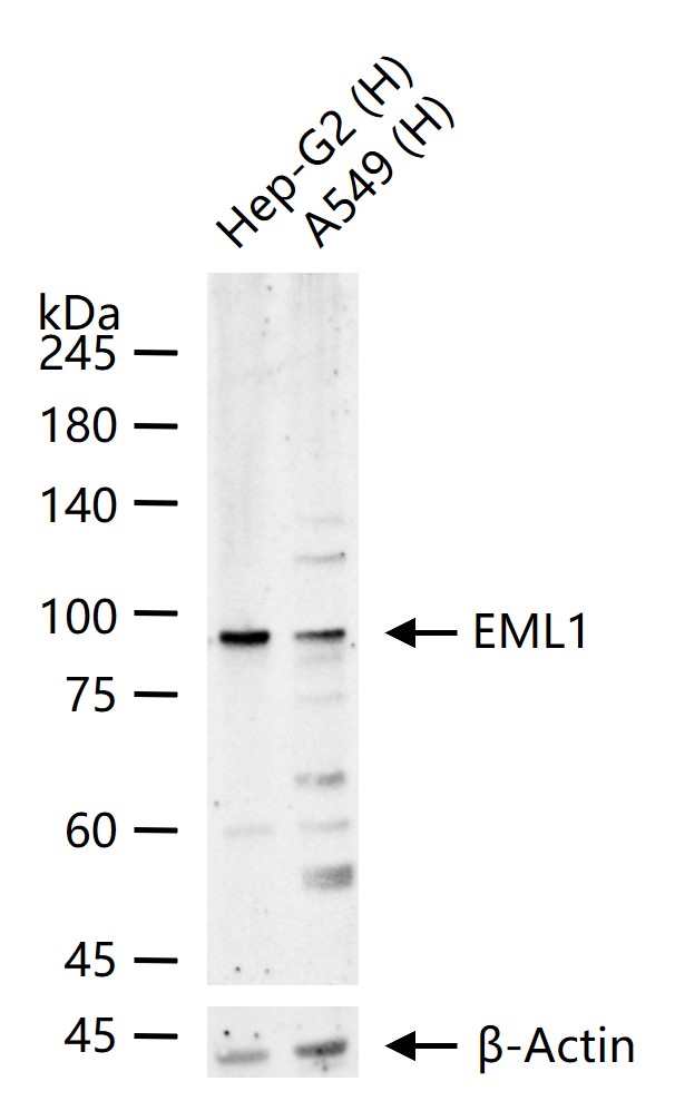 1 - EML1 Rabbit pAb AP55634