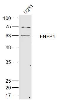 1 - ENPP4 Rabbit pAb AP55640