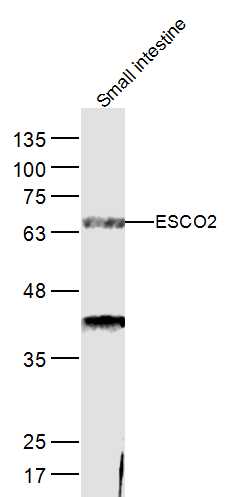 1 - ESCO2 Rabbit pAb AP55652