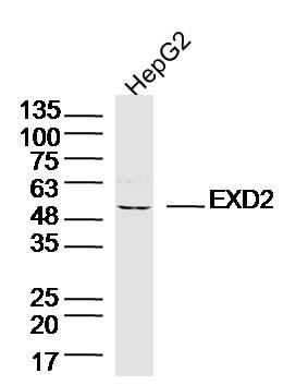 1 - EXD2 Rabbit pAb AP55658