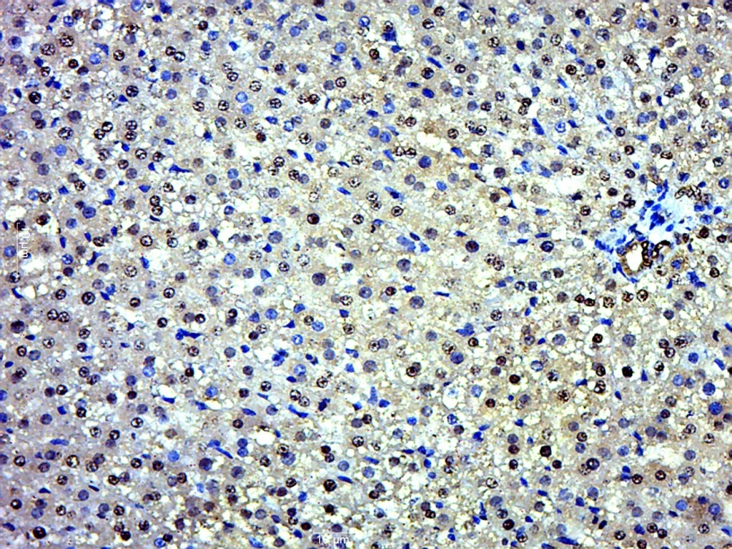 14 - EXD2 Rabbit pAb AP55658