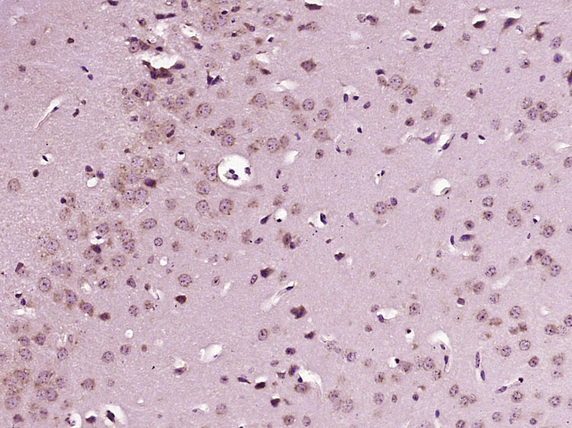 14 - EXDL1 Rabbit pAb AP55659