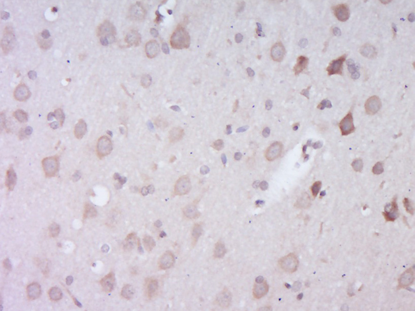 14 - EXOC1 Rabbit pAb AP55660