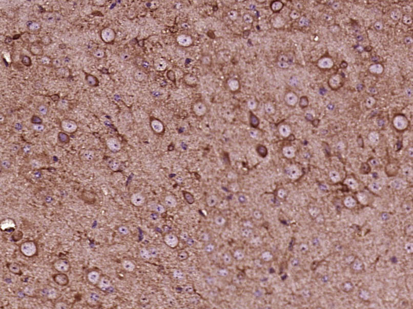 14 - EXOC8 Rabbit pAb AP55665