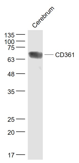 1 - CD361 Rabbit pAb AP55672