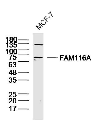 1 - FAM116A Rabbit pAb AP55678