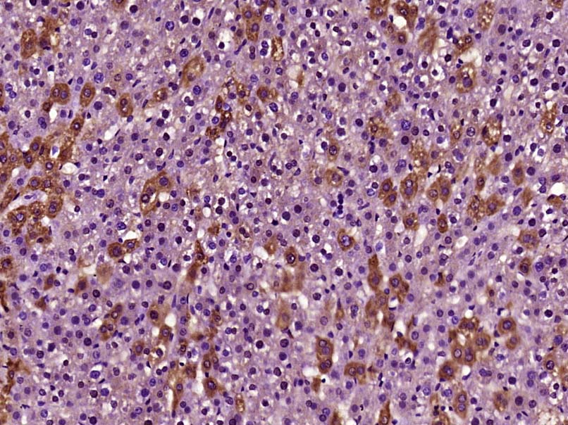14 - FAM119A Rabbit pAb AP55680