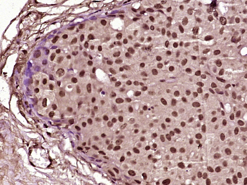 14 - FAM122A Rabbit pAb AP55681