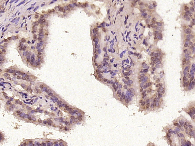 14 - FAM122B Rabbit pAb AP55682