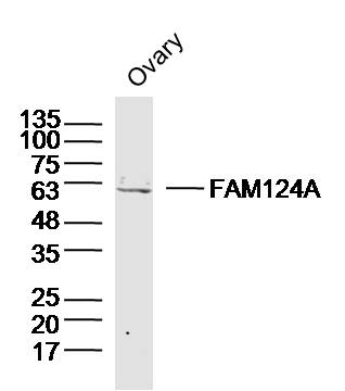 1 - FAM124A Rabbit pAb AP55685