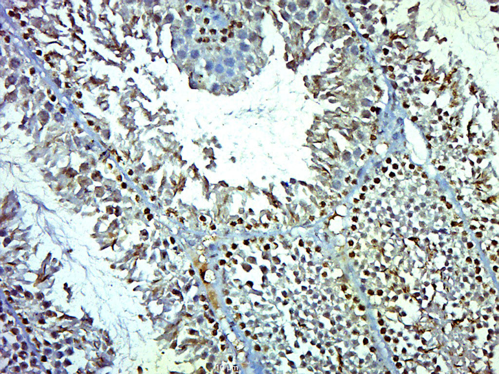 14 - FAM124A Rabbit pAb AP55685