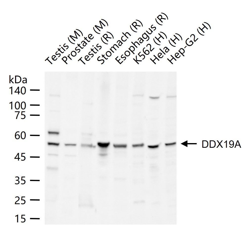 1 - DDX19A Rabbit pAb AP55687