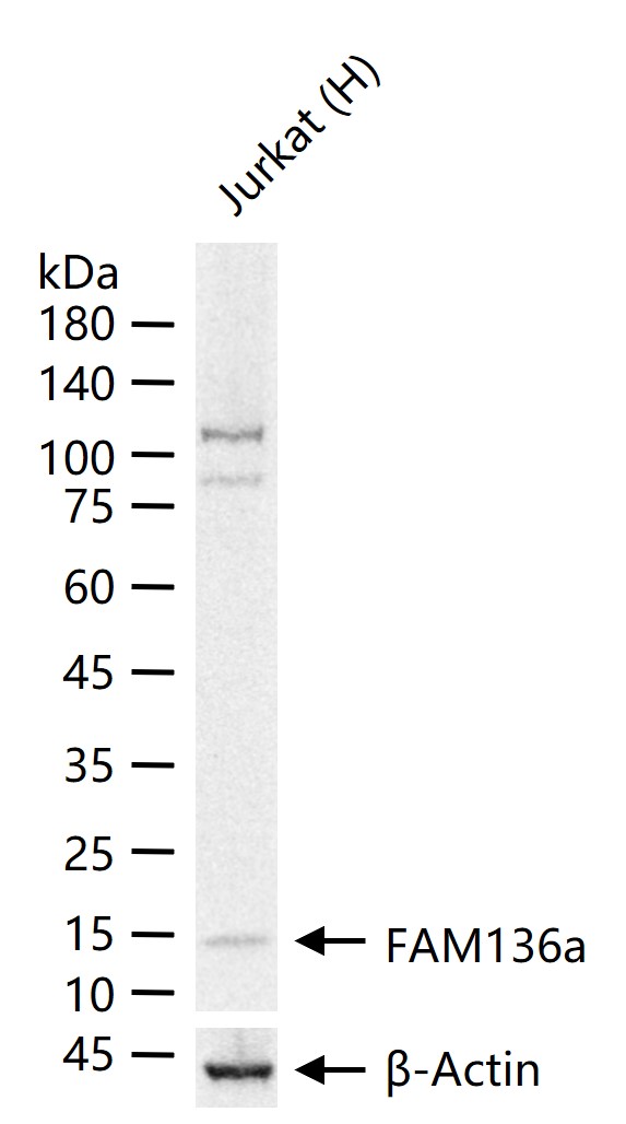 1 - FAM136a Rabbit pAb AP55695