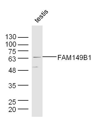 1 - FAM149B1 Rabbit pAb AP55696