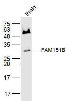 1 - FAM151B Rabbit pAb AP55697