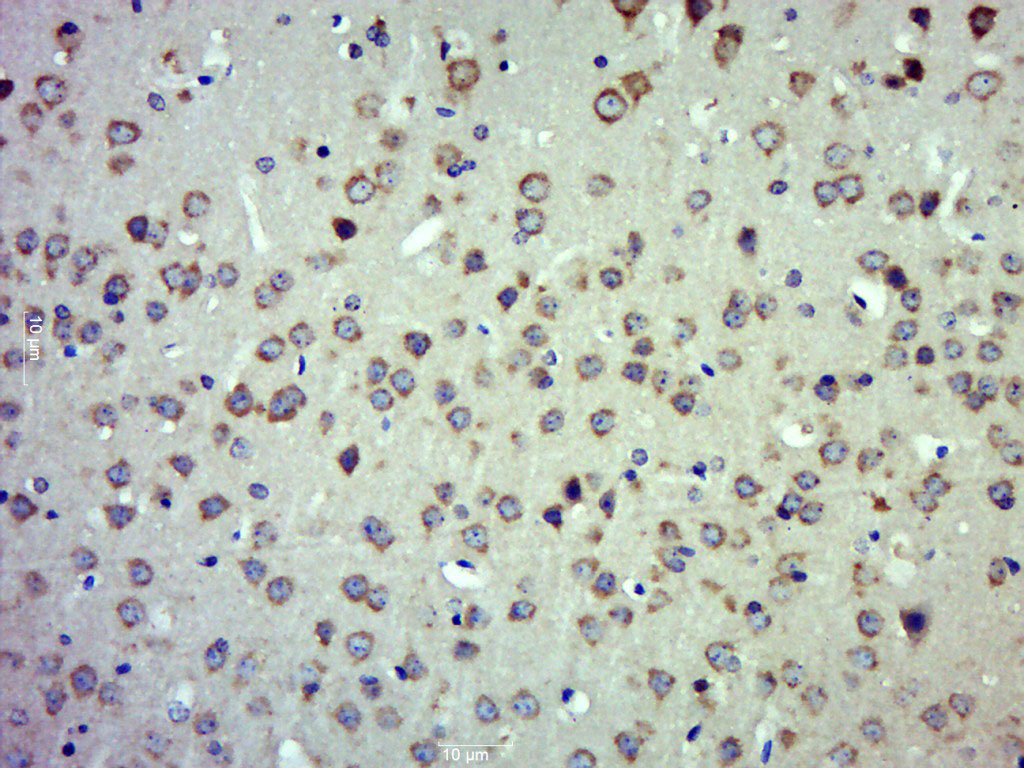 14 - FAM151B Rabbit pAb AP55697