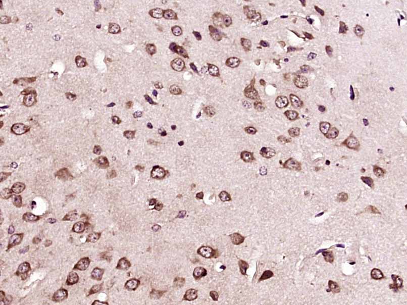 14 - FAM167B Rabbit pAb AP55702