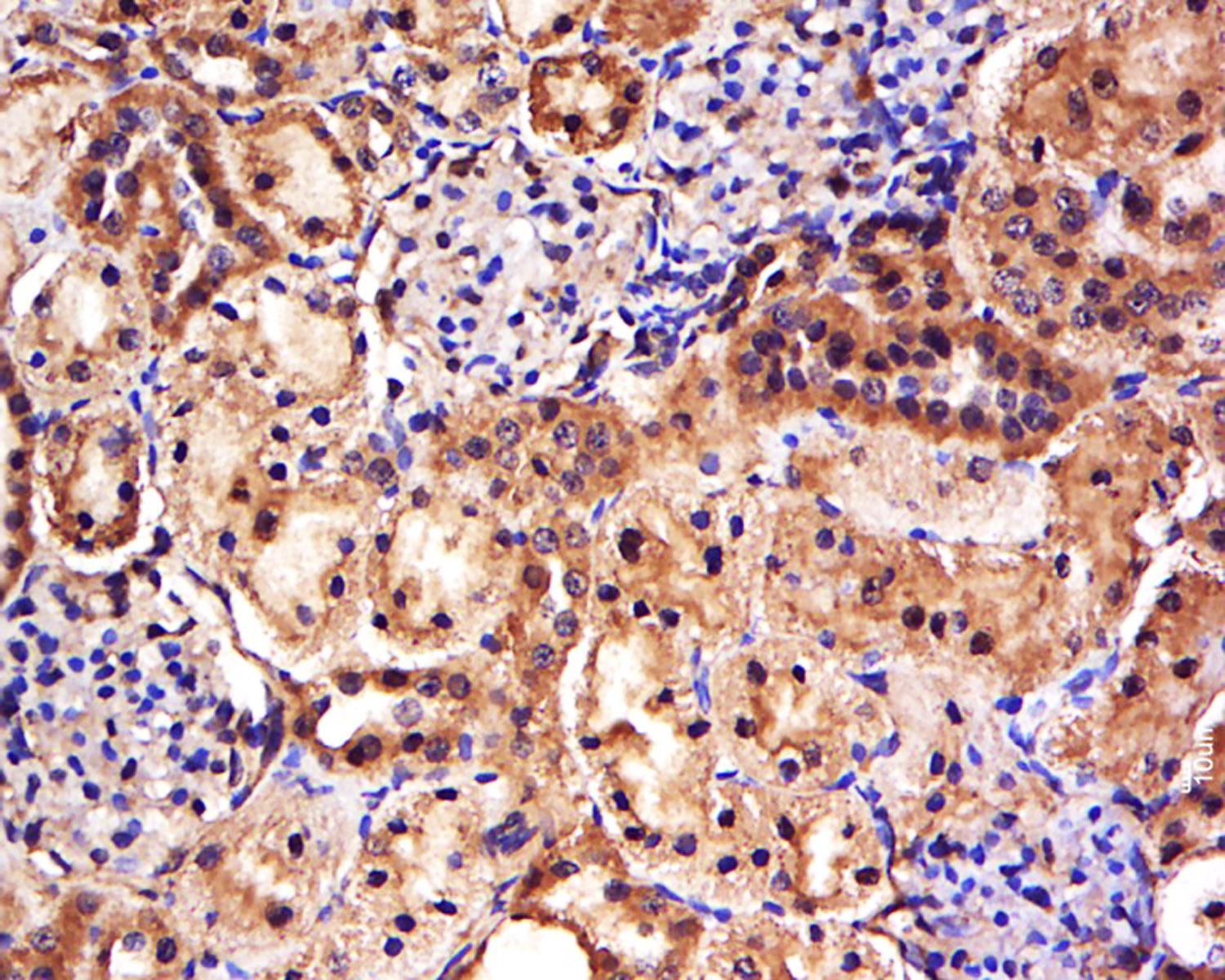 14 - FAM171A1 Rabbit pAb AP55703