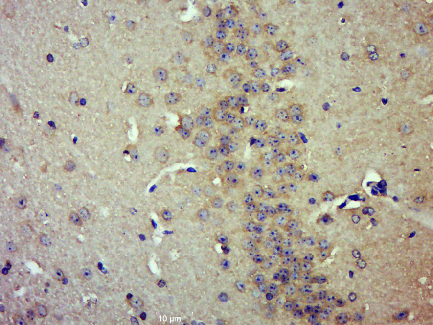 14 - FAM171A2 Rabbit pAb AP55704