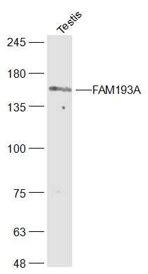 1 - FAM193A Rabbit pAb AP55712