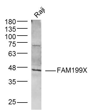 1 - FAM199X Rabbit pAb AP55716