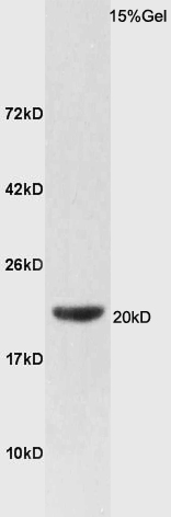 1 - FAM210B Rabbit pAb AP55720