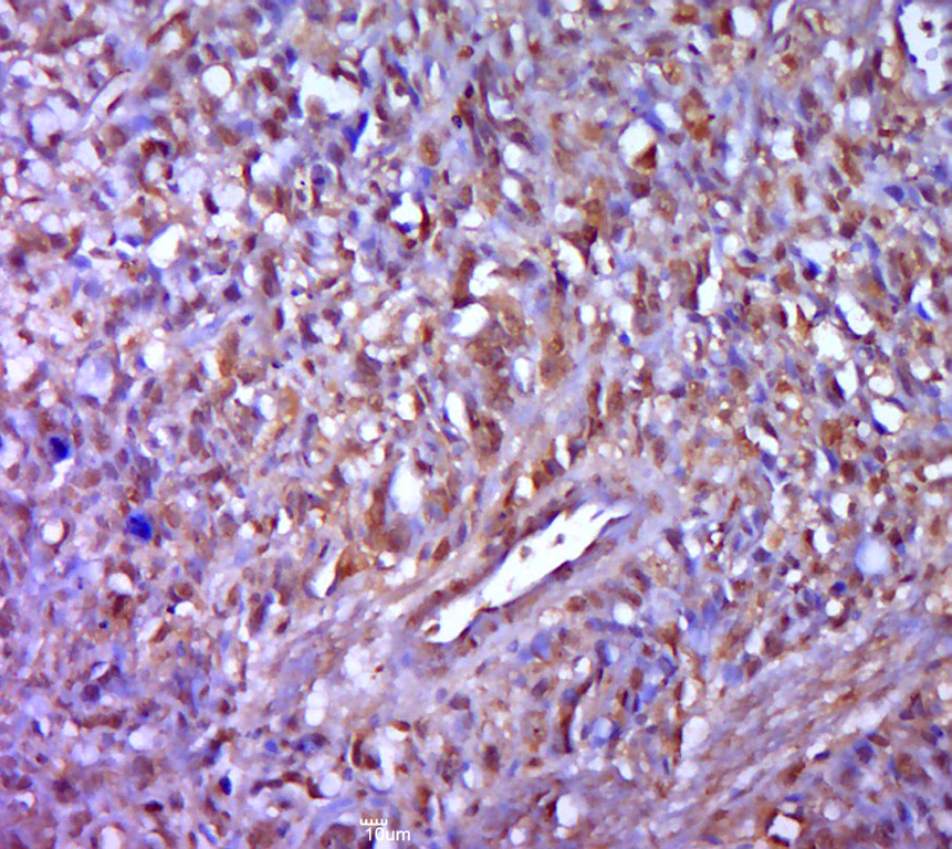 14 - FAM220A Rabbit pAb AP55722