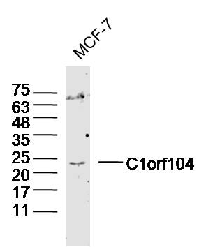 1 - C1orf104 Rabbit pAb AP55732