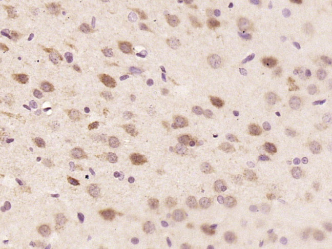 14 - C1orf216 Rabbit pAb AP55765