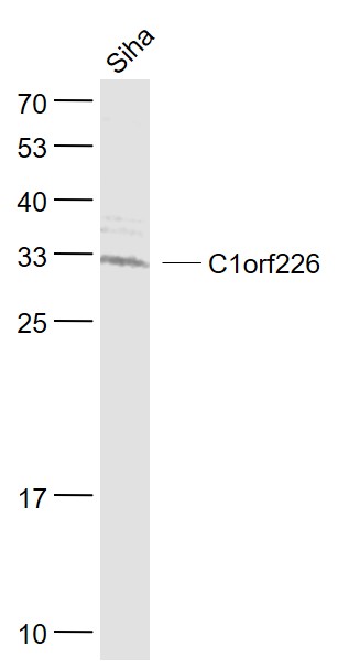 1 - C1orf226 Rabbit pAb AP55767