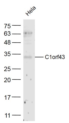 1 - C1orf43 Rabbit pAb AP55771
