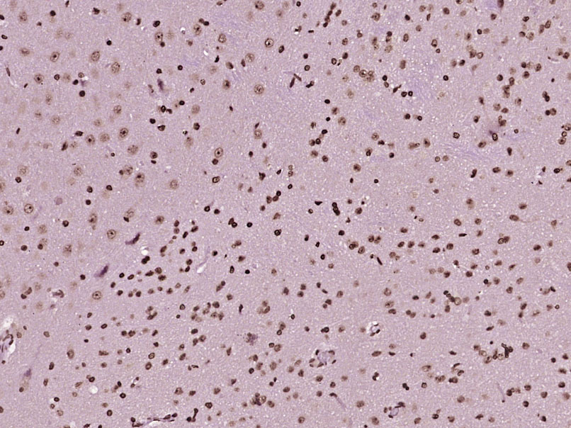 14 - C1orf53 Rabbit pAb AP55774
