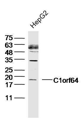 1 - C1orf64 Rabbit pAb AP55777