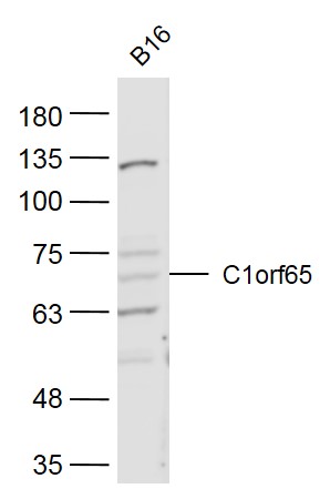 1 - C1orf65 Rabbit pAb AP55778
