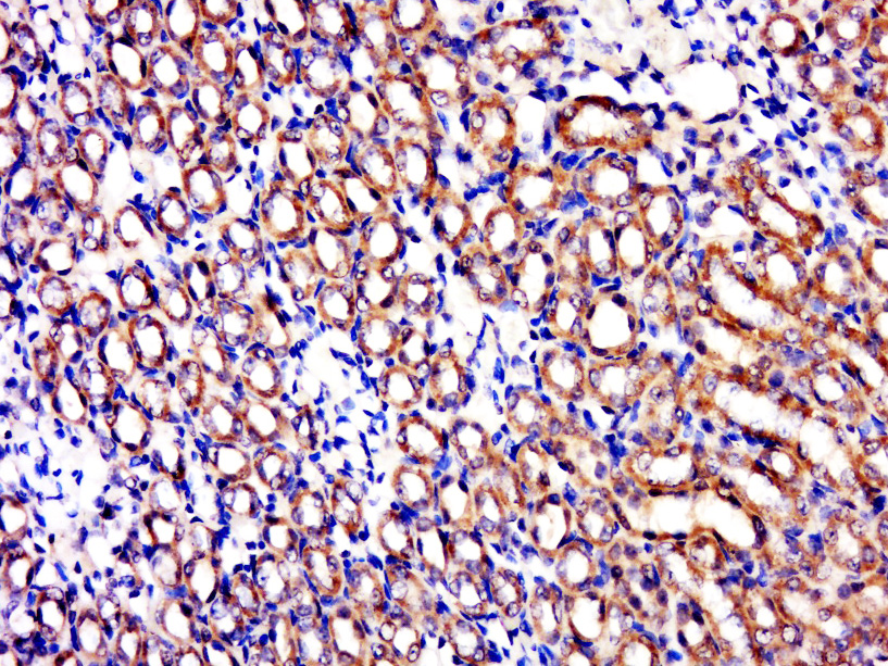 14 - C1orf69 Rabbit pAb AP55779