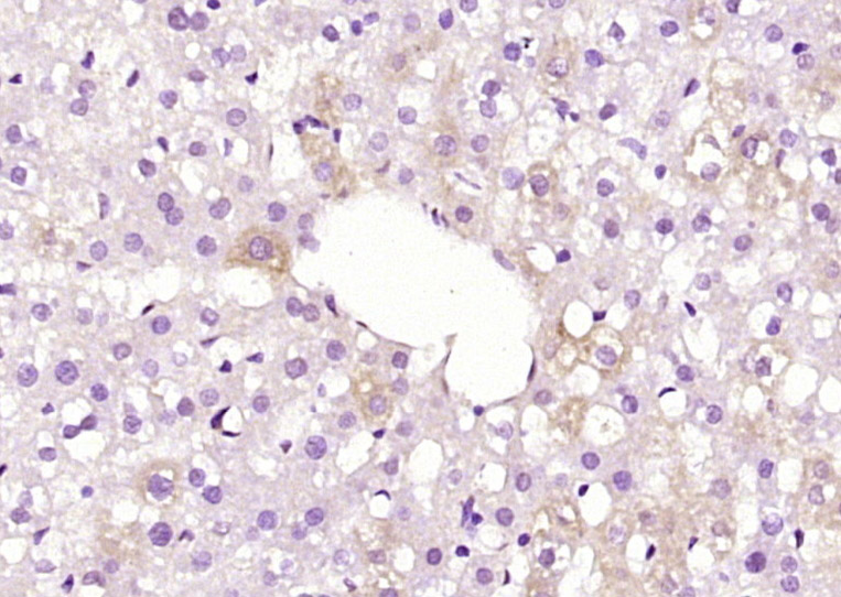 14 - C1QL3 Rabbit pAb AP55785