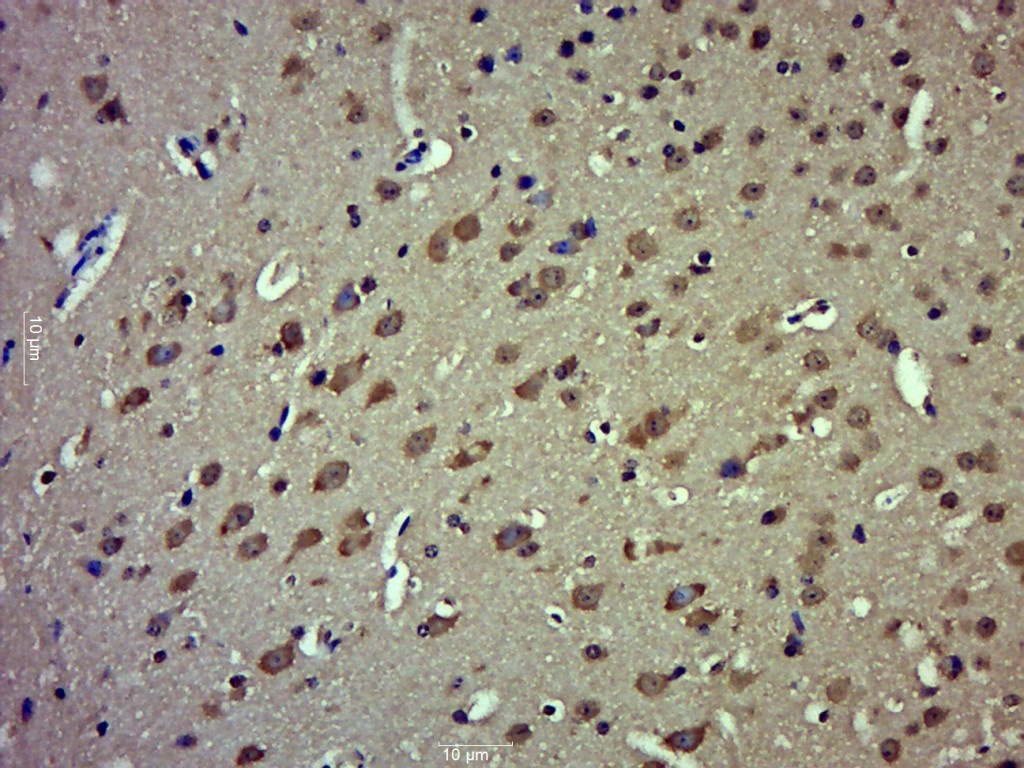 14 - C20orf117 Rabbit pAb AP55790