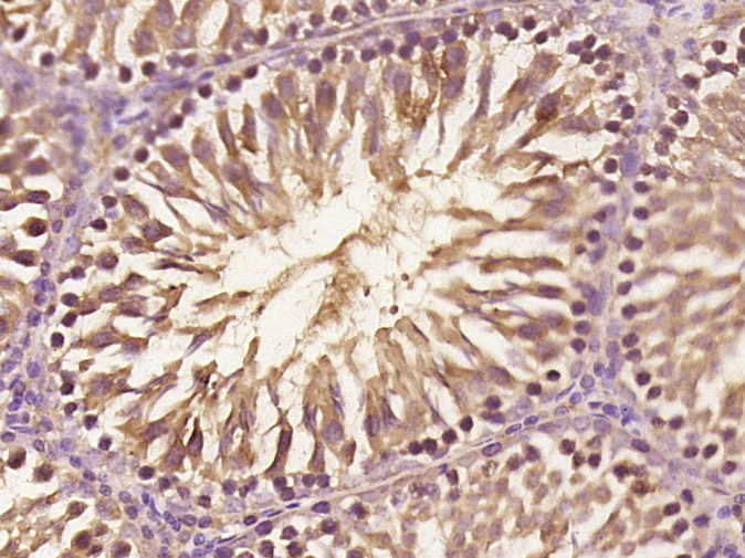 14 - C20orf134 Rabbit pAb AP55792