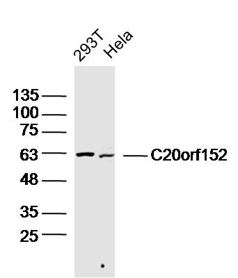 1 - C20orf152 Rabbit pAb AP55795