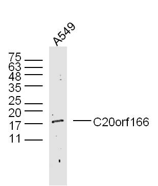 1 - C20orf166 Rabbit pAb AP55797
