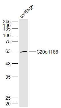 1 - C20orf186 Rabbit pAb AP55799