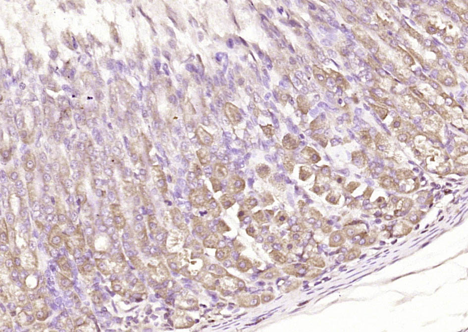 14 - C20orf27 Rabbit pAb AP55803