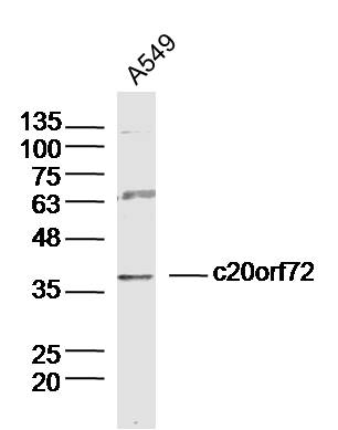 1 - c20orf72 Rabbit pAb AP55808