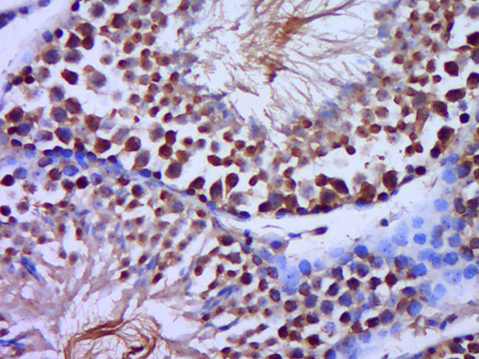 14 - C20orf79 Rabbit pAb AP55810
