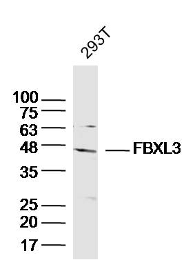 1 - C22orf29 Rabbit pAb AP55821