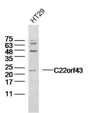 1 - C22orf43 Rabbit pAb AP55825