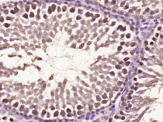 14 - C22orf43 Rabbit pAb AP55825