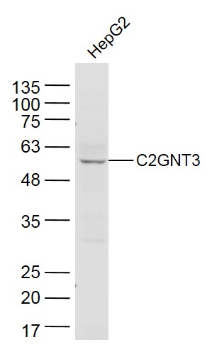 1 - C2GNT3 Rabbit pAb AP55827