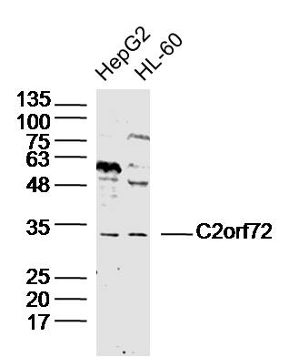 1 - C2orf72 Rabbit pAb AP55837